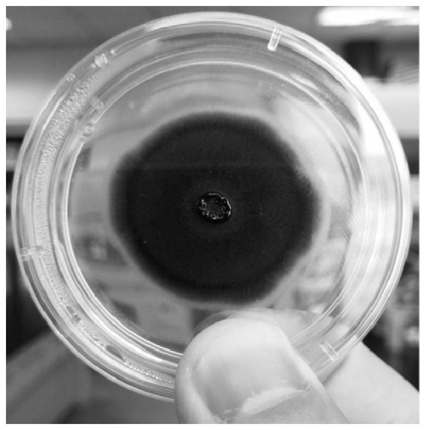 A low-temperature straw-degrading fungus jgdw-1 and its agent and application