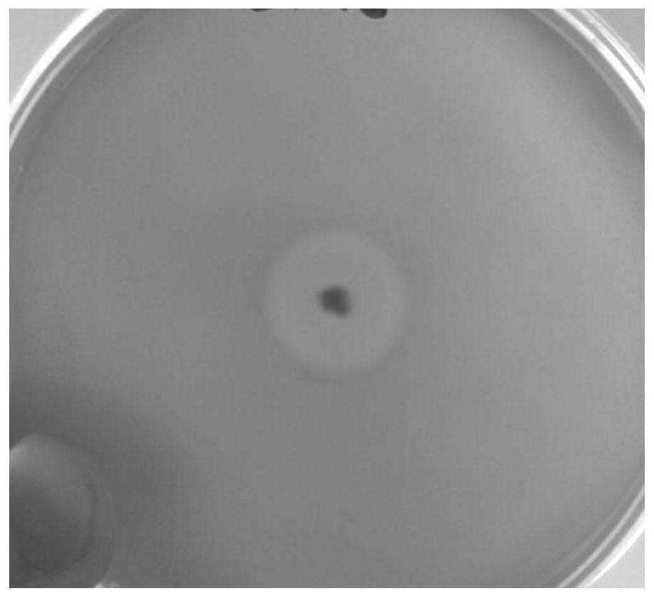 A low-temperature straw-degrading fungus jgdw-1 and its agent and application