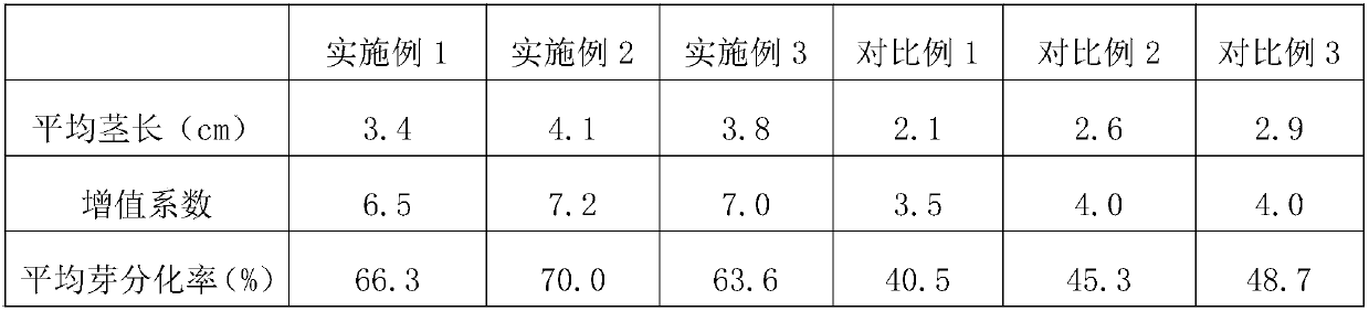 Seed propagation method for cymbidium floribundum