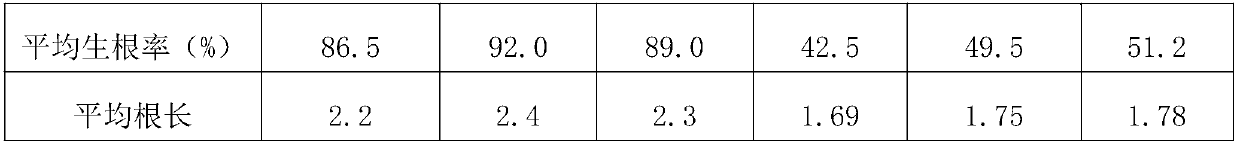 Seed propagation method for cymbidium floribundum