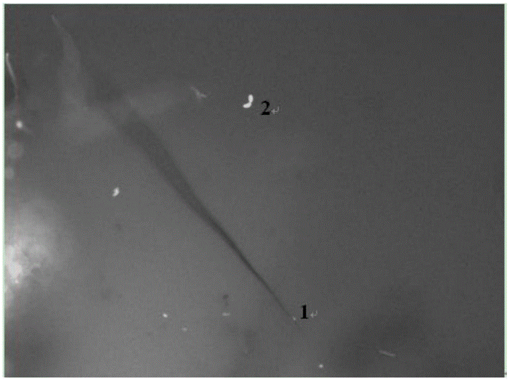 Method for quick acquisition of conidia