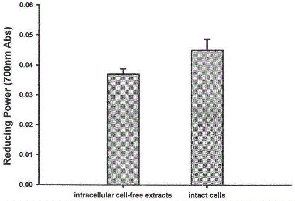 Pediococcus pentosaceus R1 strain with in-vitro antioxidation activity and application thereof as antioxidant in fermented meat products