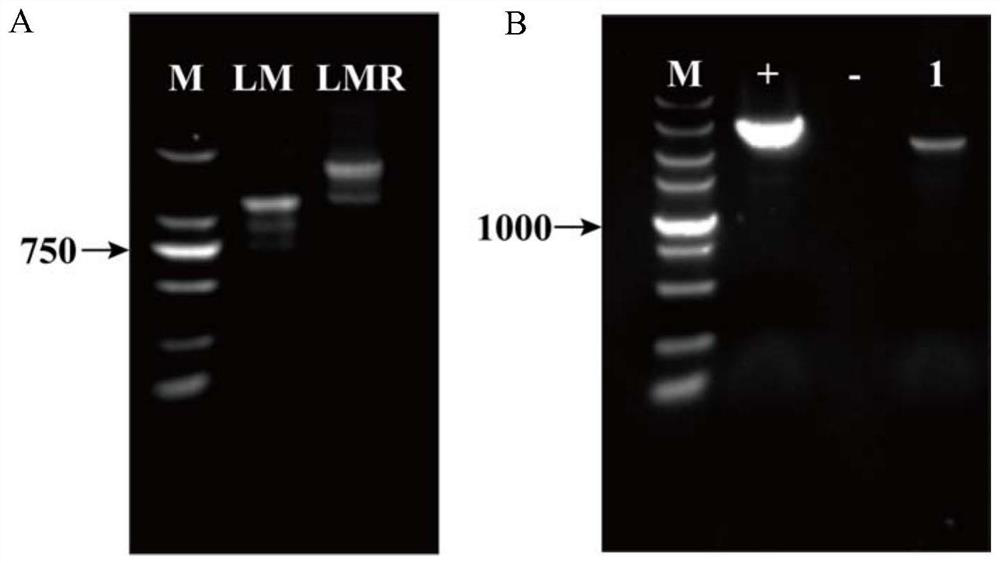 A method for regulating osmotic stress in Torulopsis glabrata