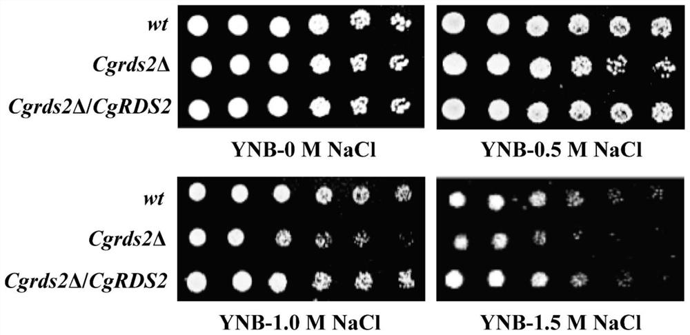 A method for regulating osmotic stress in Torulopsis glabrata