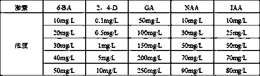 Germination accelerating method for ashitaba