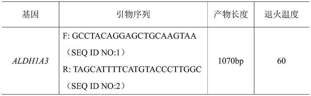 Molecular marker influencing chicken shin skin color and application of molecular marker