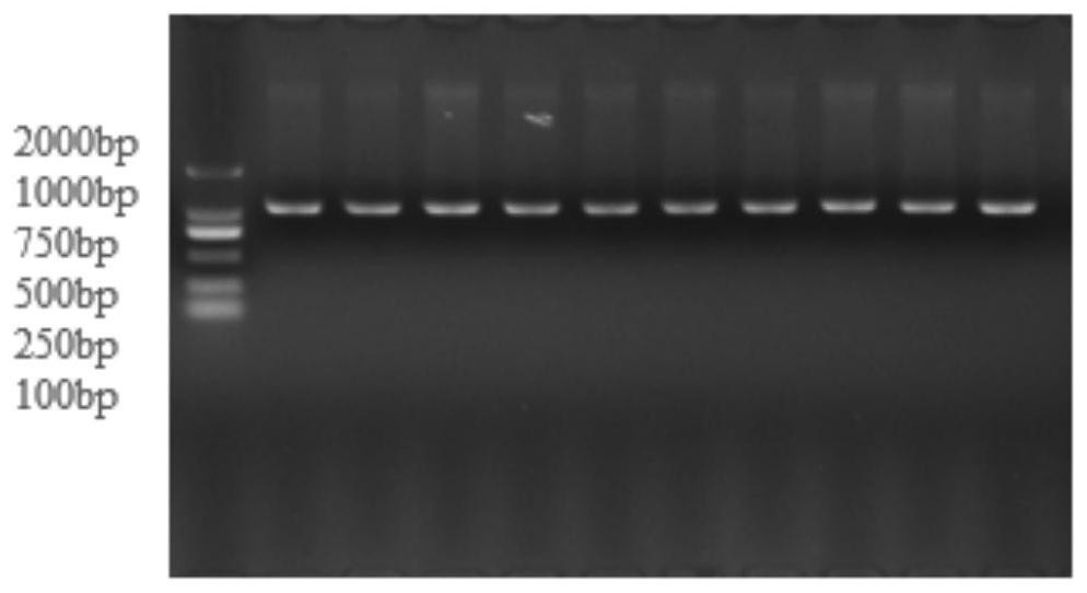 Molecular marker influencing chicken shin skin color and application of molecular marker