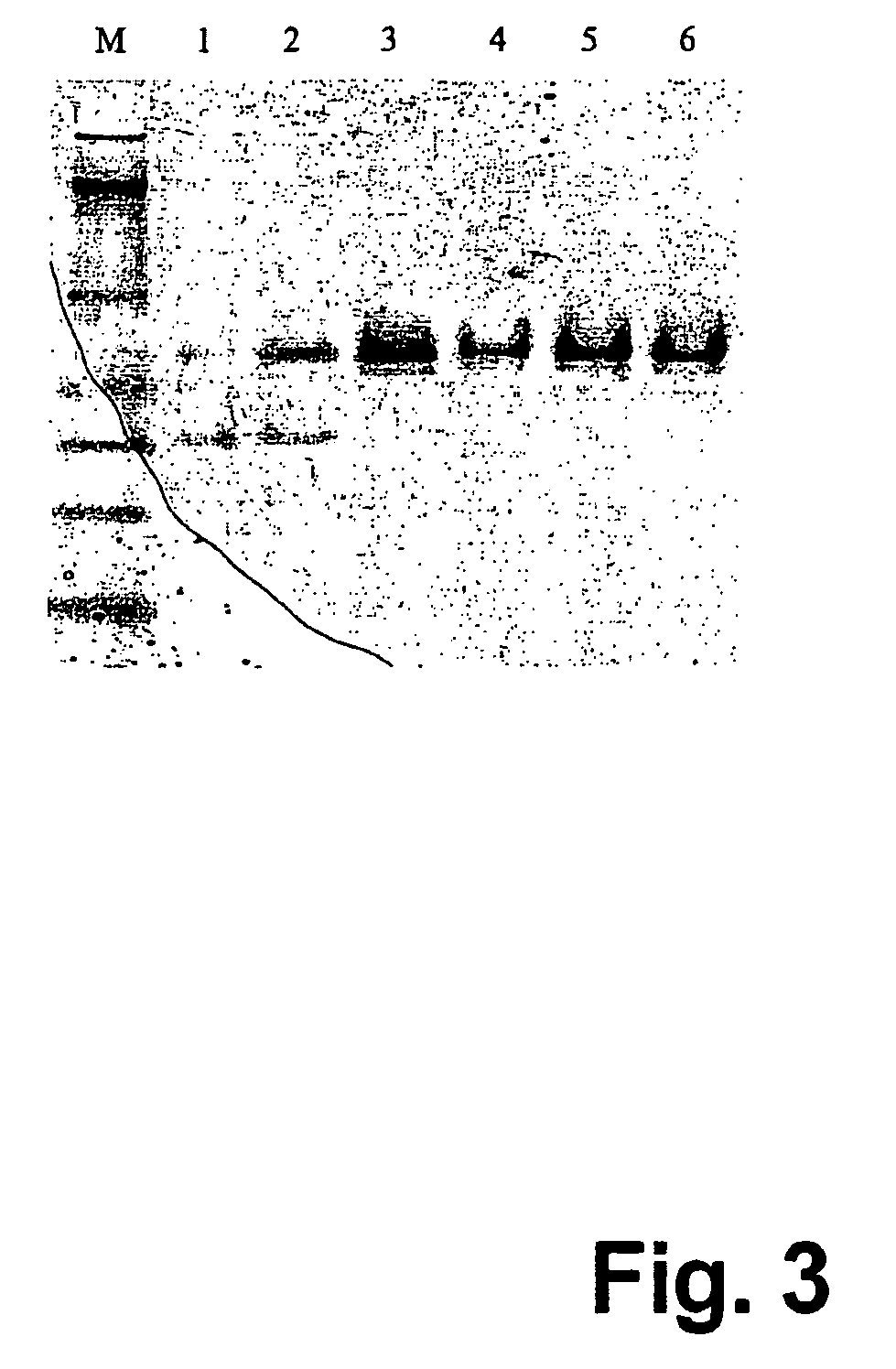 Adiponectin fragments and conjugates