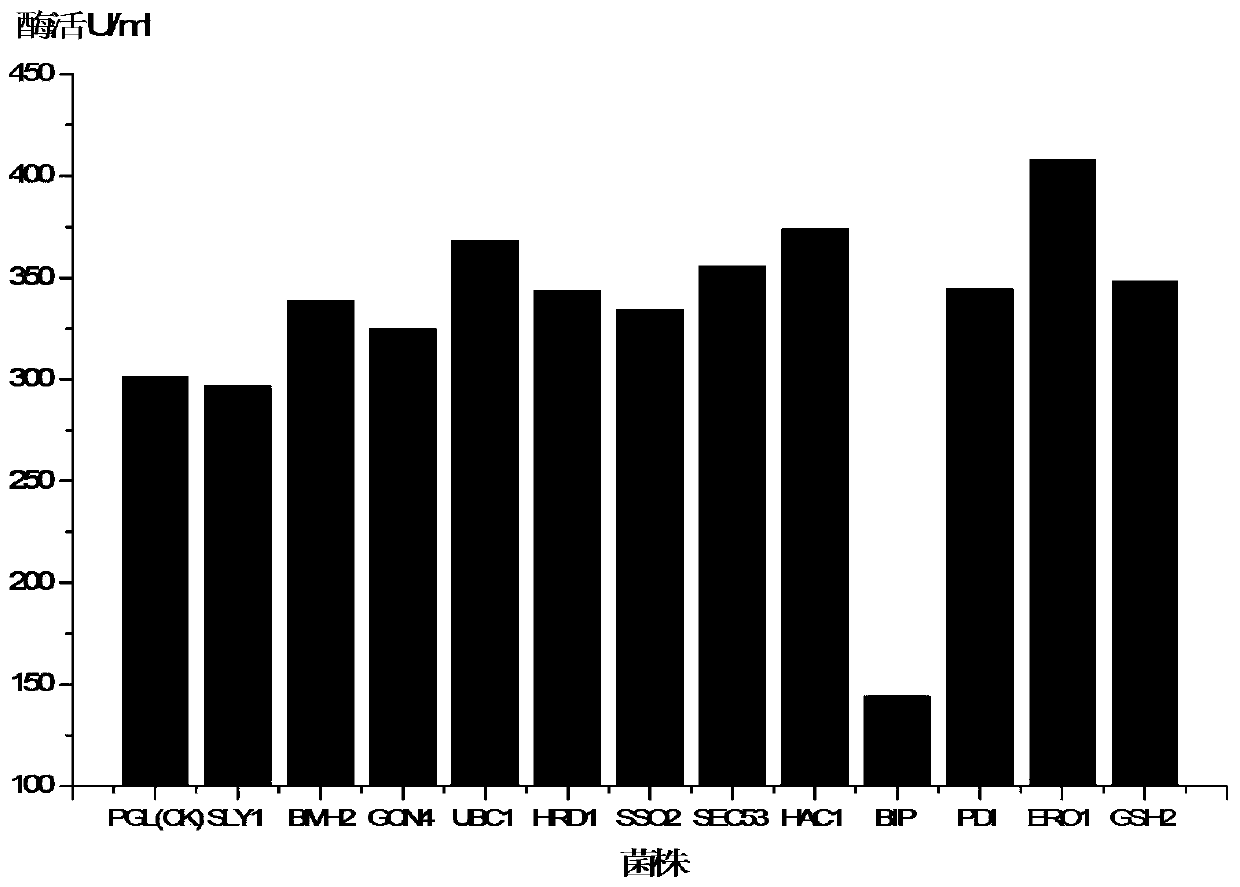 A kind of alkaline pectinase secretion enhanced bacterial strain and its application