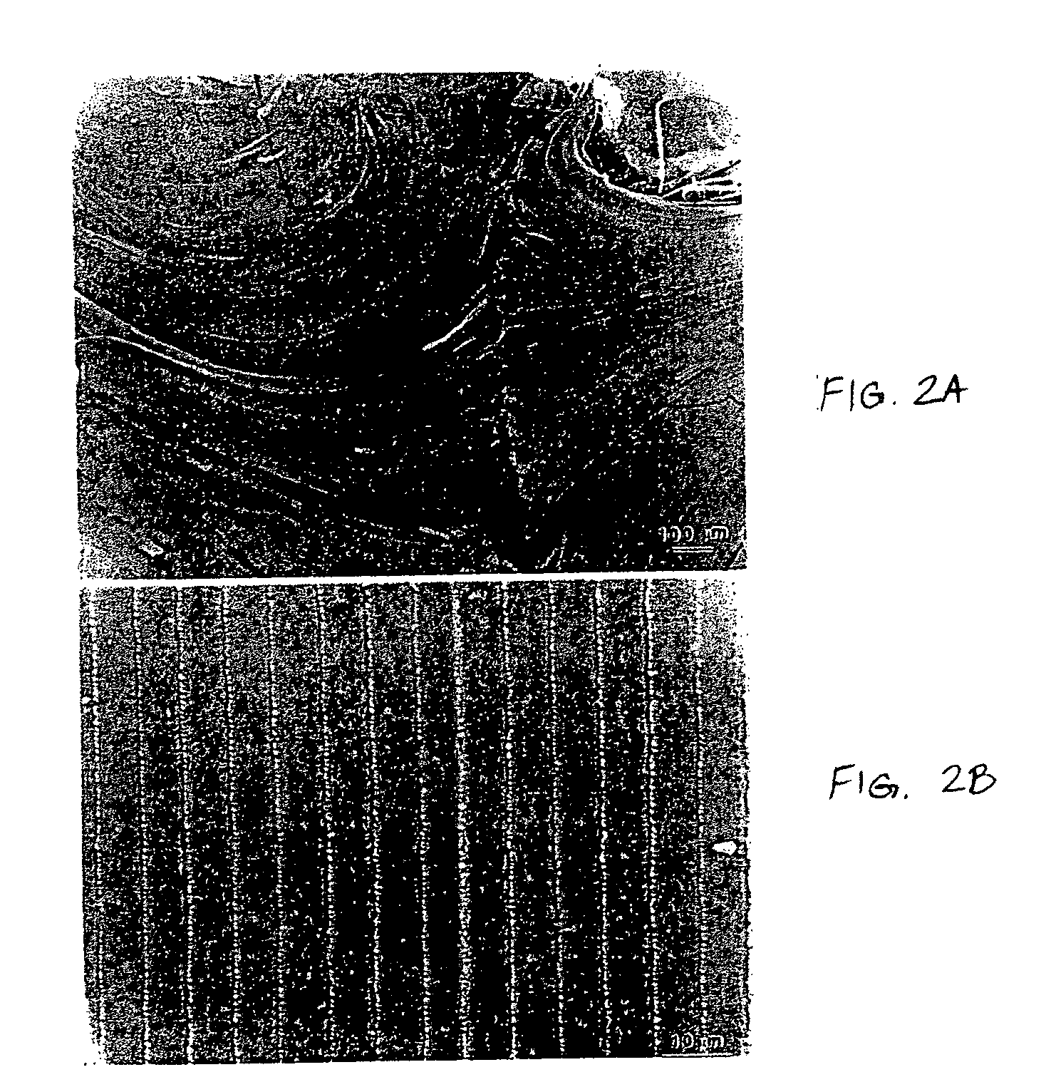 Hyaluronic acid in the enhancement of lens regeneration