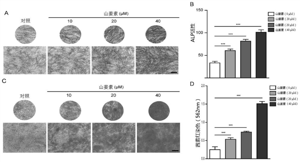 Application of alpinetin in preparation of medicine for preventing and treating osteoporosis