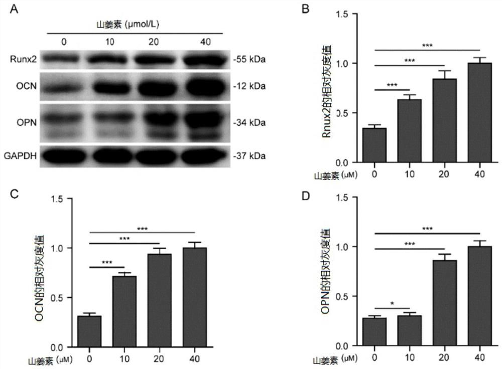 Application of alpinetin in preparation of medicine for preventing and treating osteoporosis