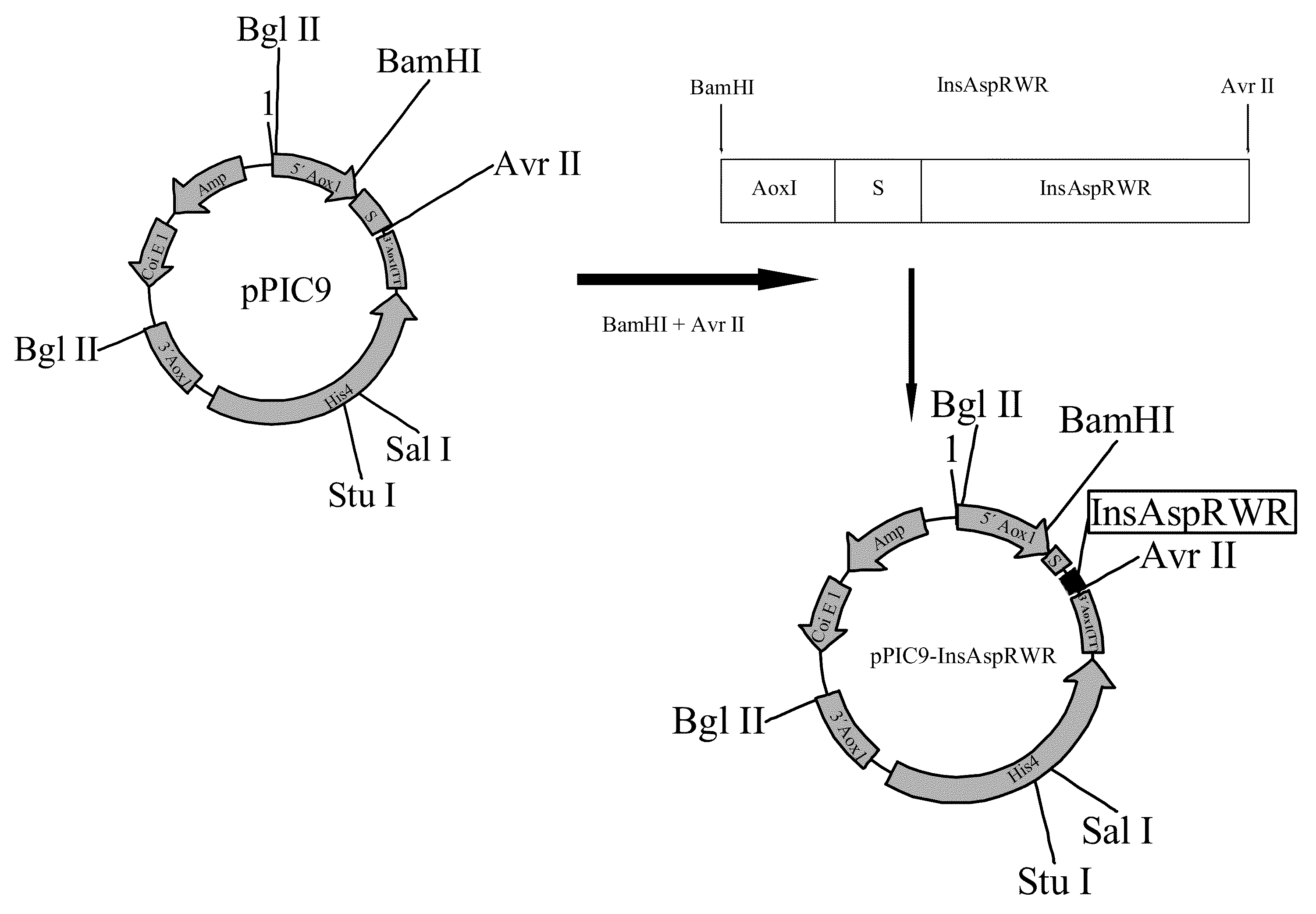 Process for obtaining aspart insulin using a pichia pastoris yeast strain