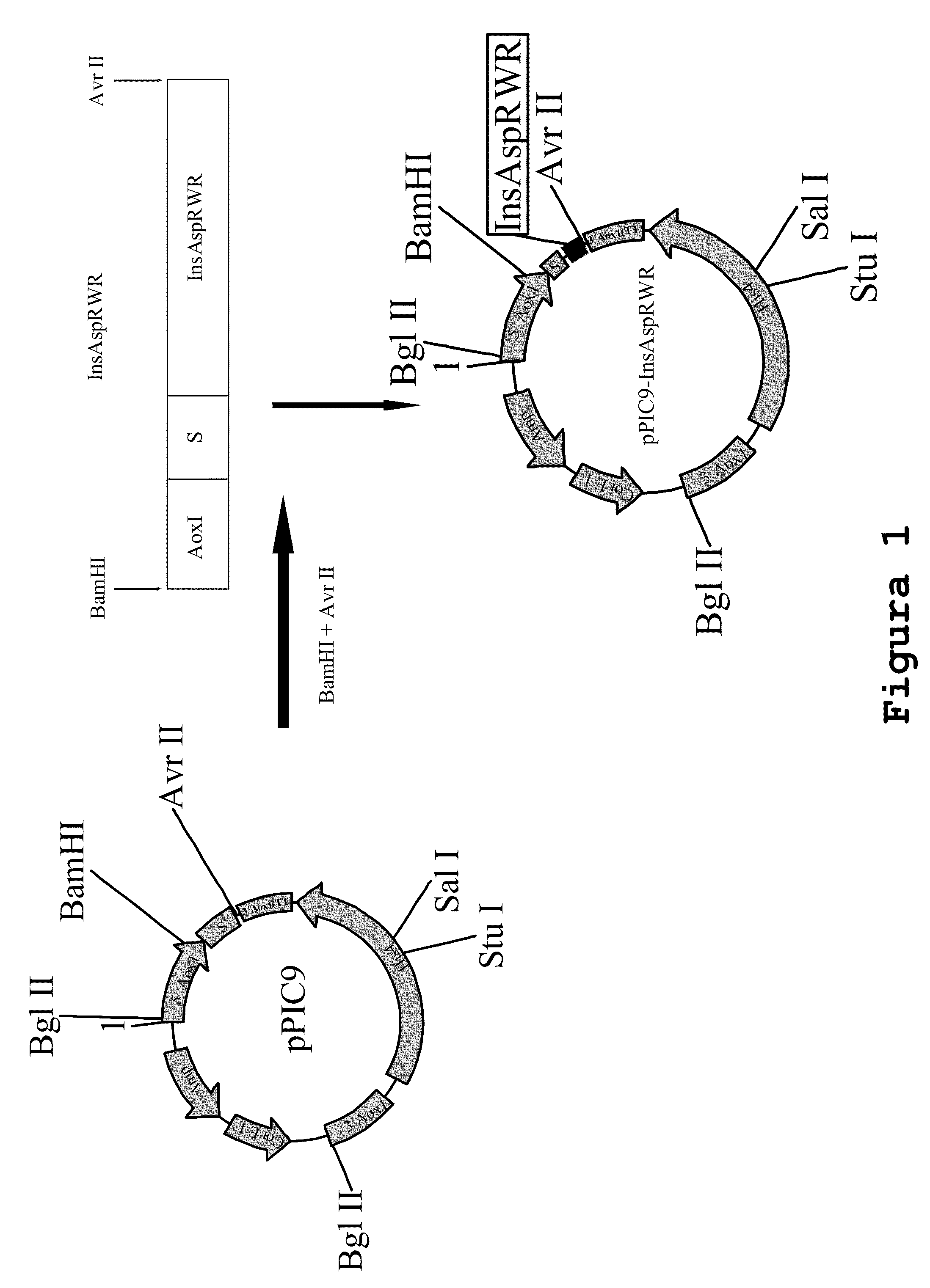 Process for obtaining aspart insulin using a pichia pastoris yeast strain