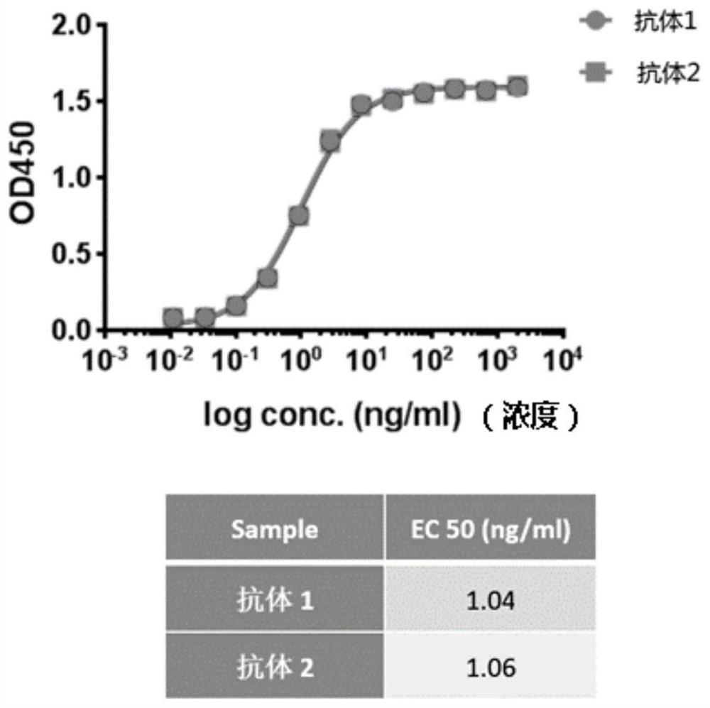 CTLA-4 antibody and preparation method thereof