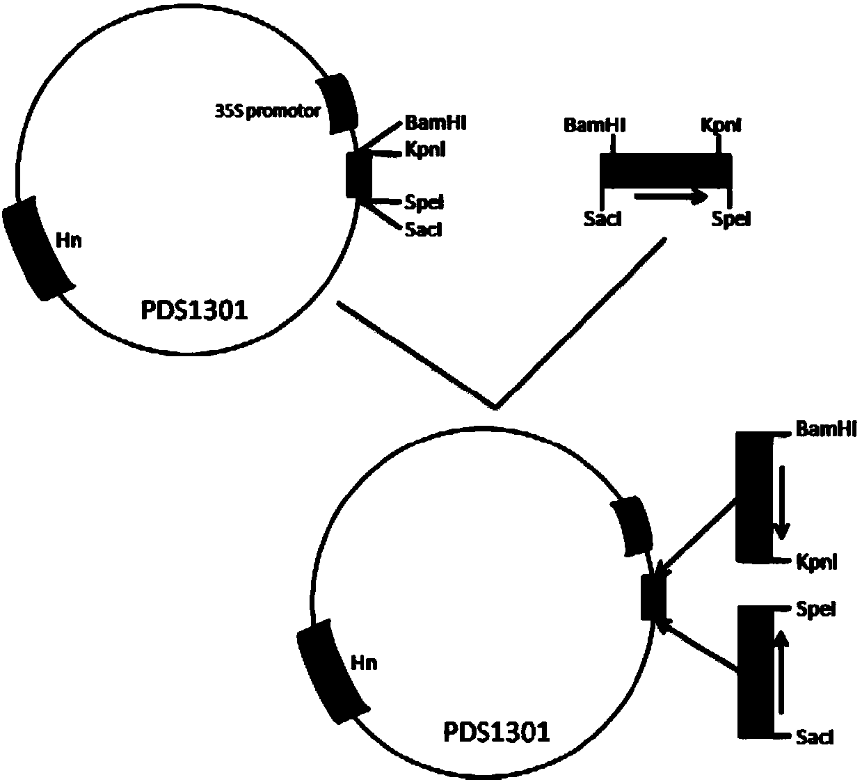 Application of OsGBP1 gene to regulation and control on rice flowering and grain types