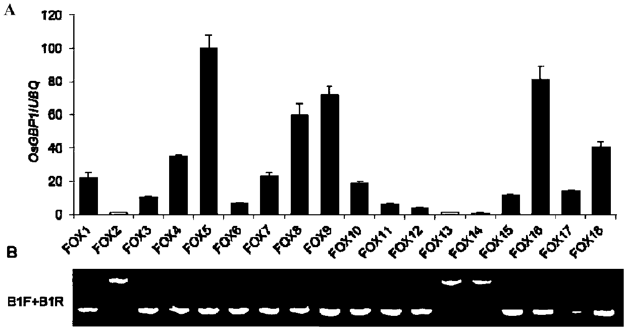 Application of OsGBP1 gene to regulation and control on rice flowering and grain types