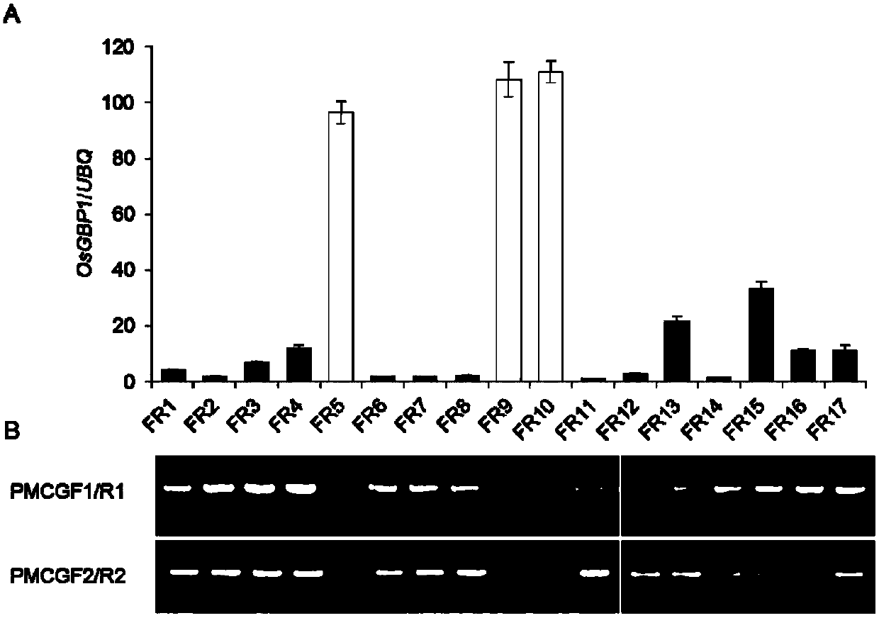 Application of OsGBP1 gene to regulation and control on rice flowering and grain types