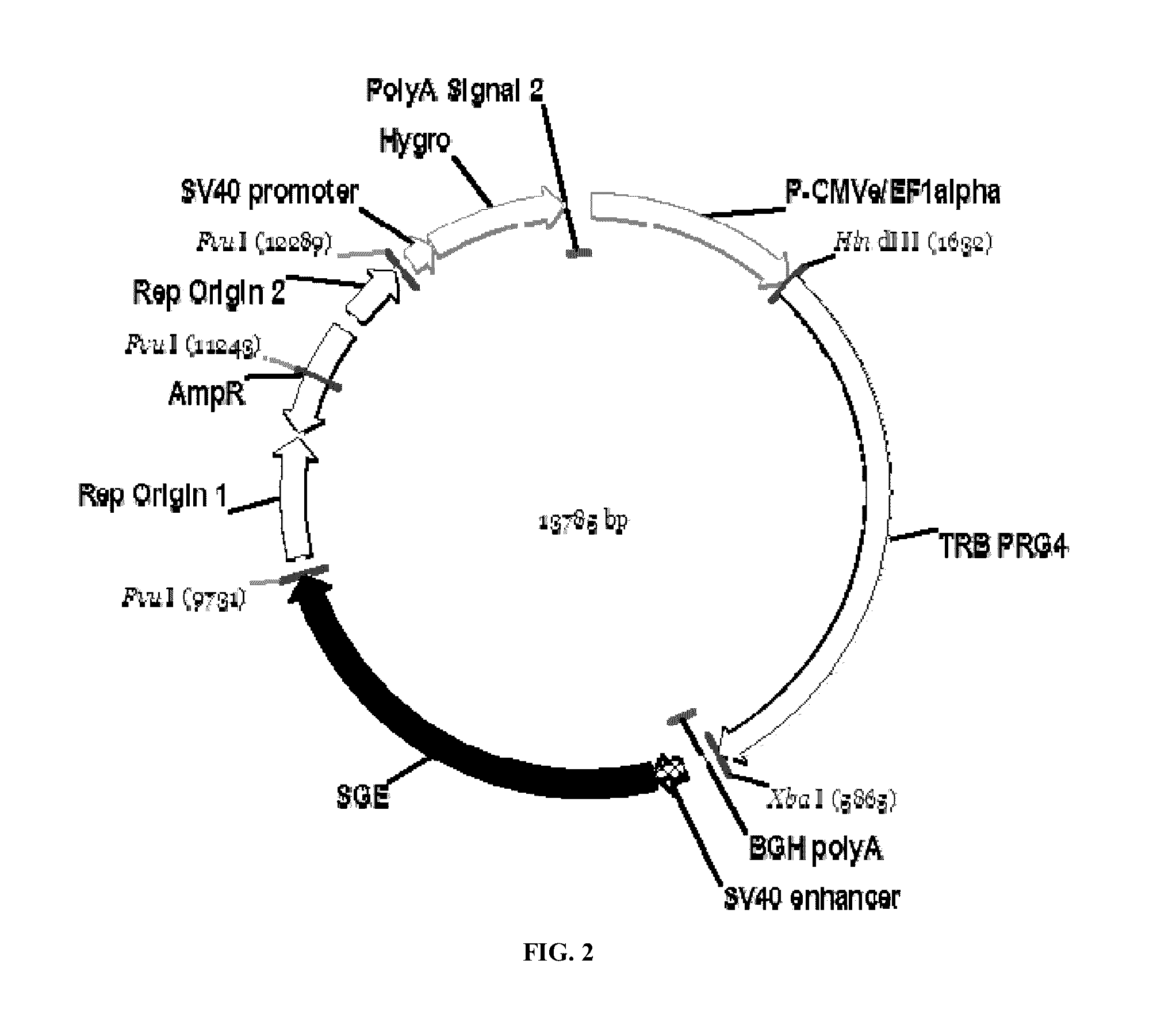 Production of recombinant lubricin