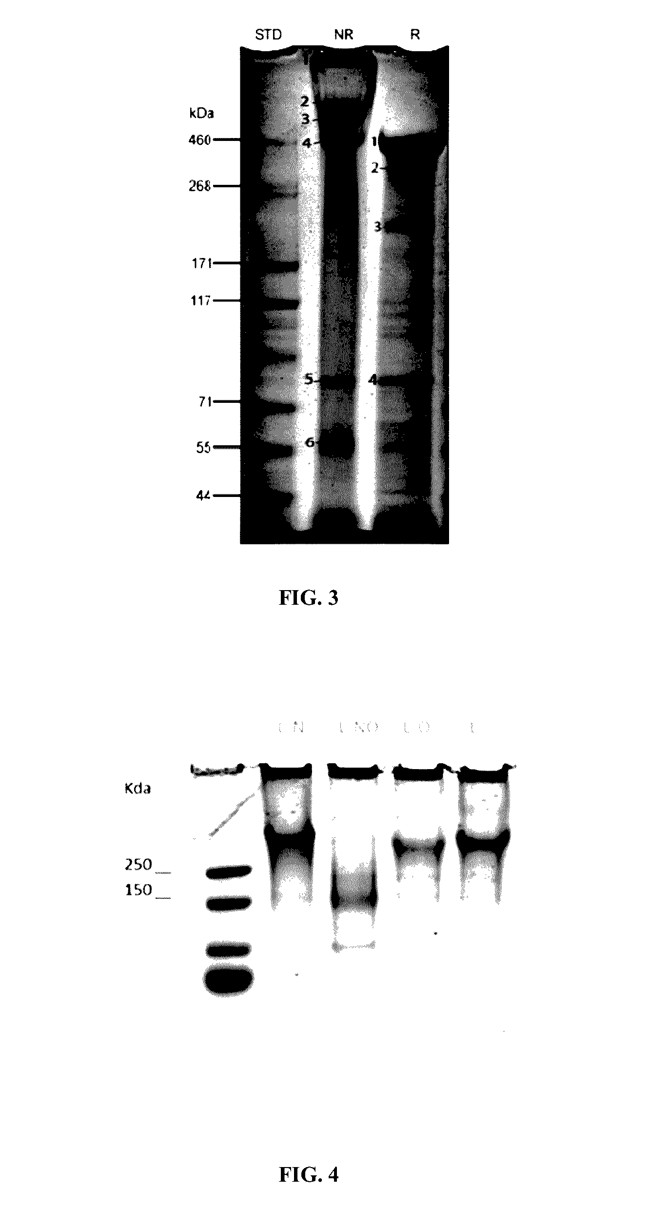 Production of recombinant lubricin