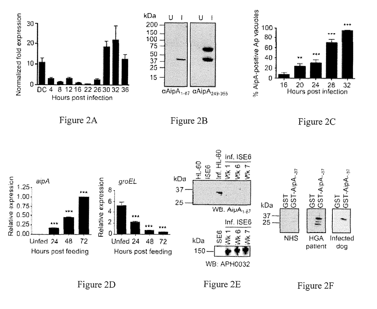 AIPA, OMPA, and ASP14 in vaccine compositions and diagnostic targets for anaplasma phagocytophilum infection