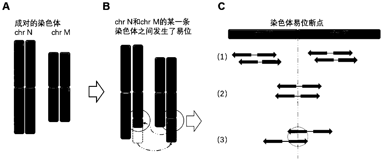 NGS-based chromosome equilibrium translocation detection and analysis system and application