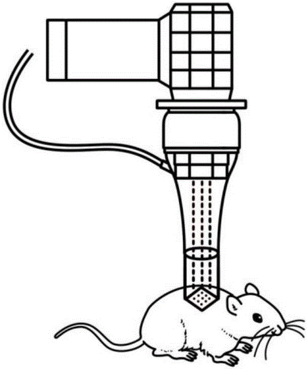 Preparation method of mouse skin burn model