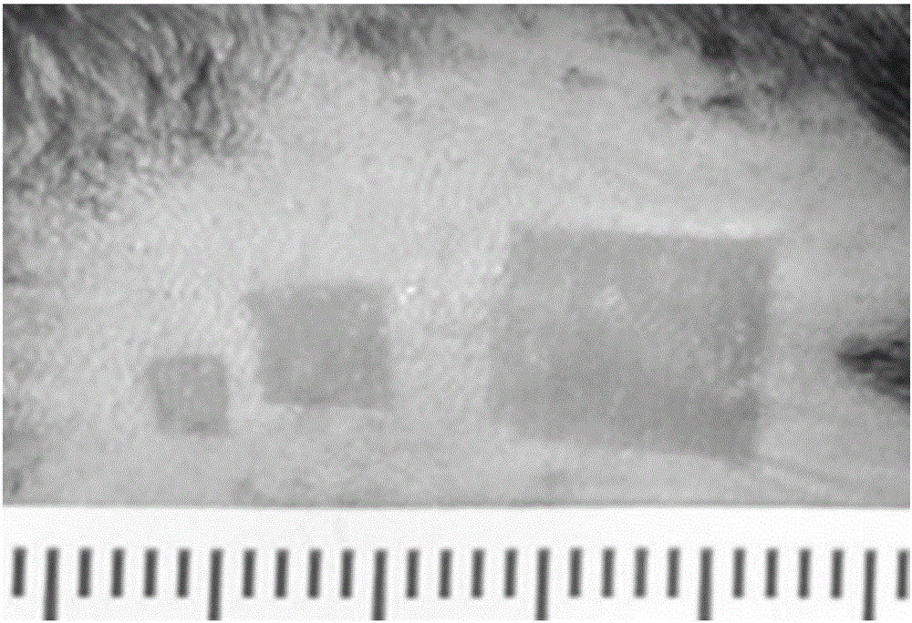 Preparation method of mouse skin burn model