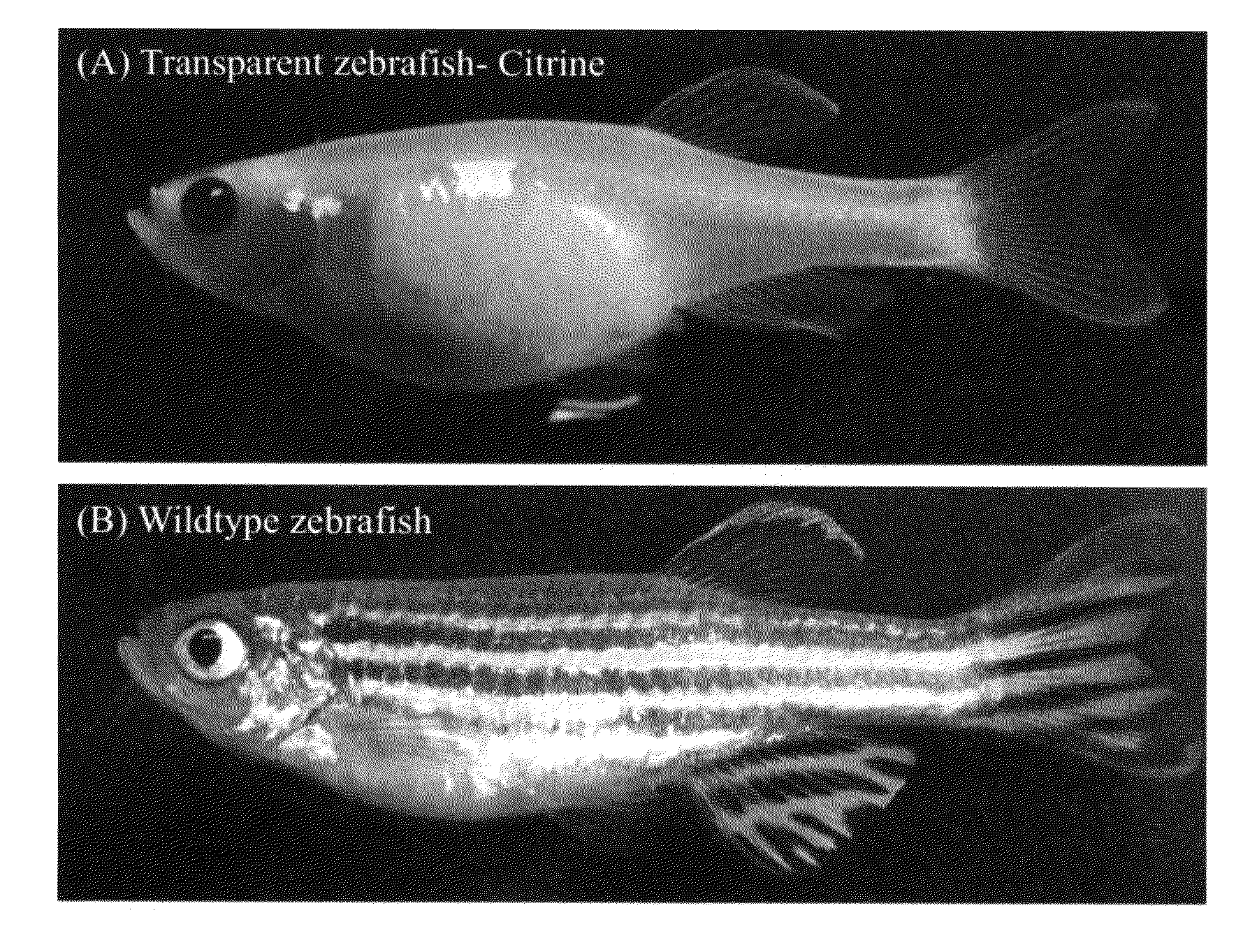 Novel transparent zebrafish and preparation method thereof