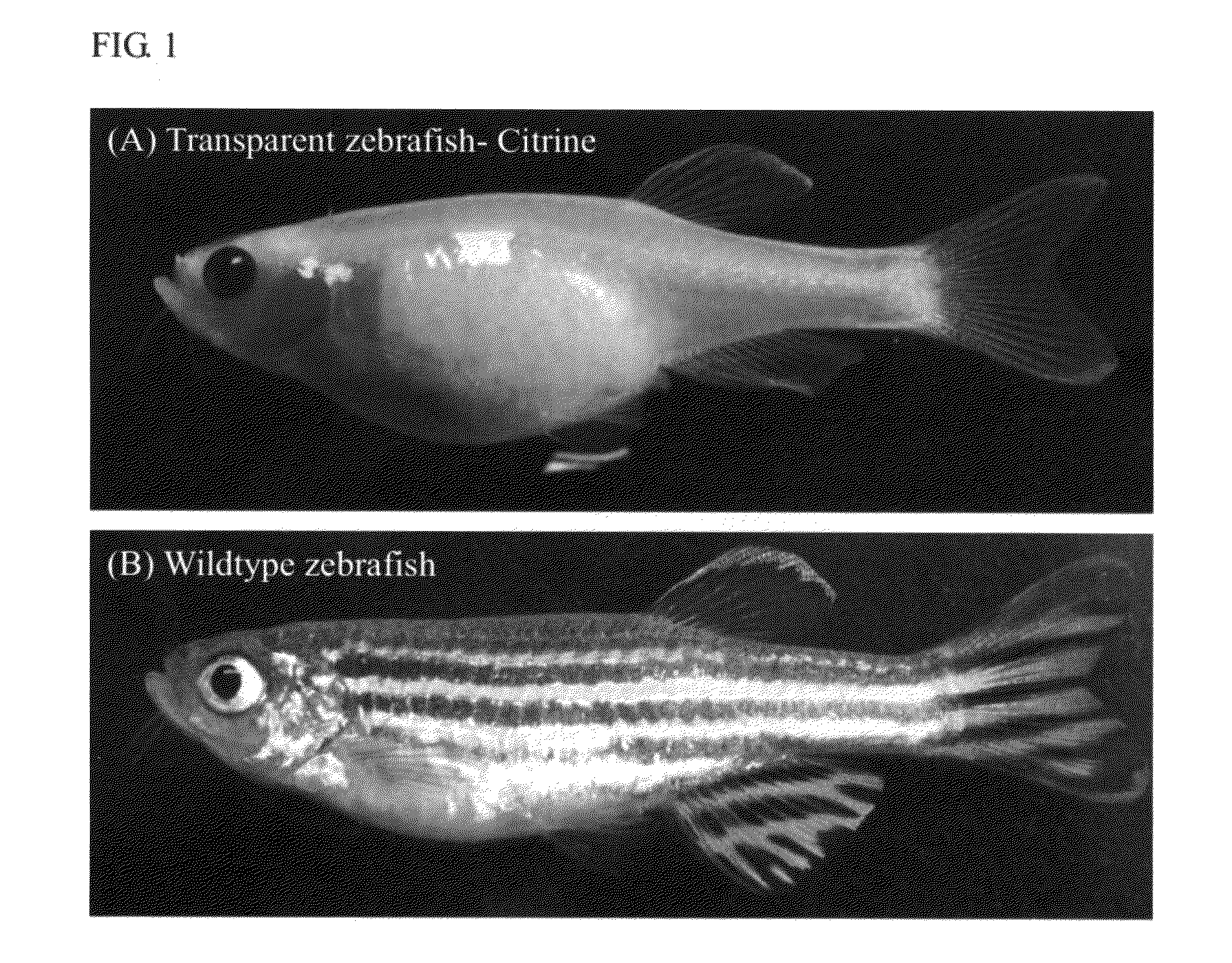 Novel transparent zebrafish and preparation method thereof