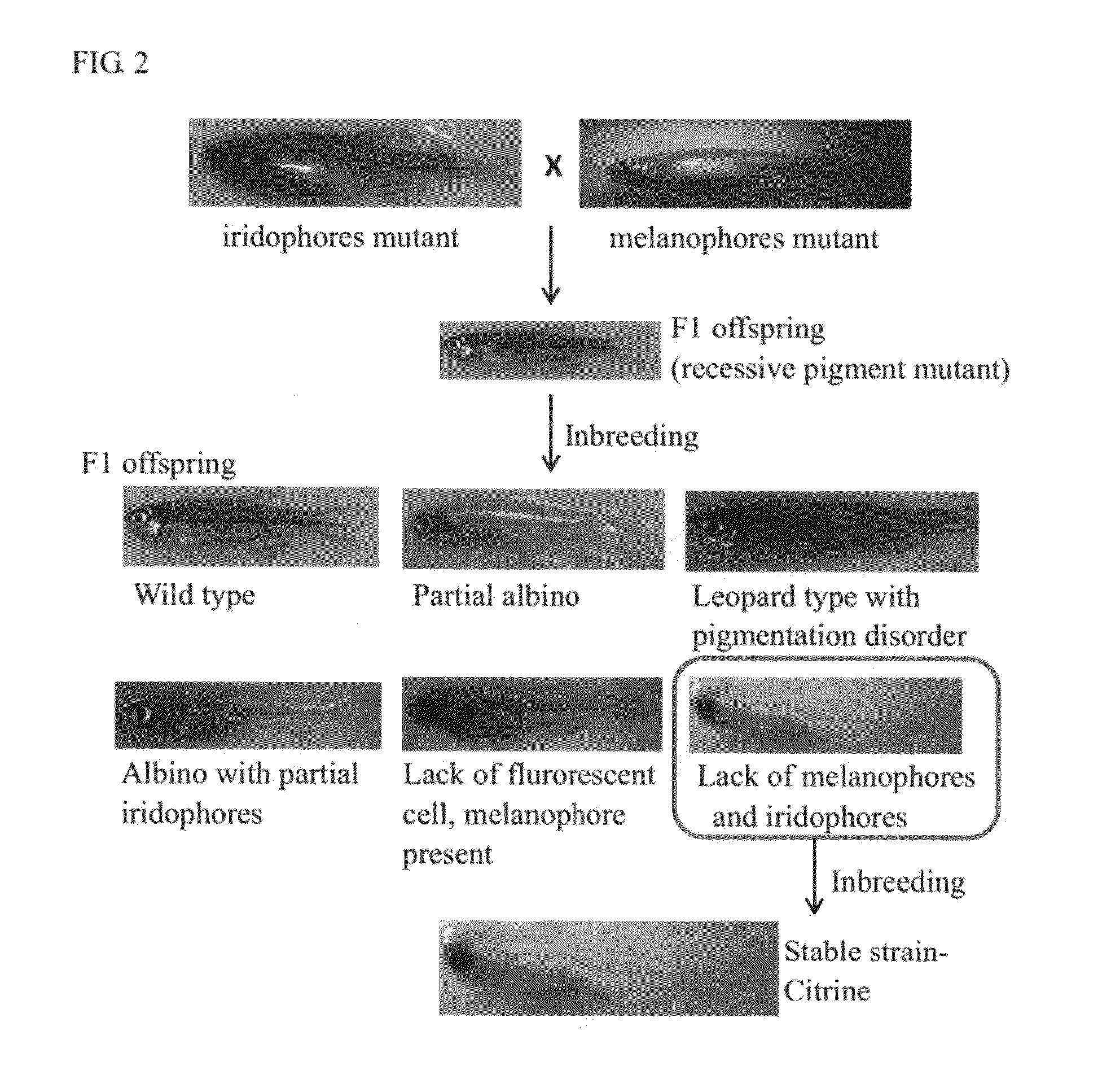 Novel transparent zebrafish and preparation method thereof