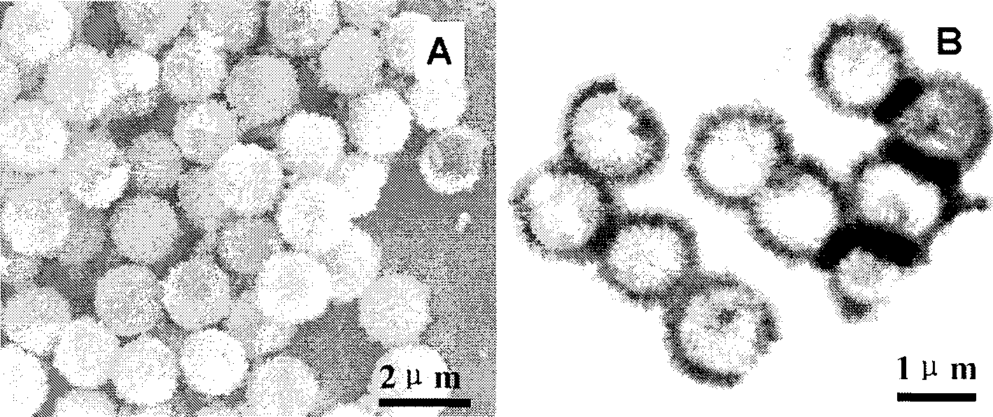 Lithium cell negative pole material and preparation thereof