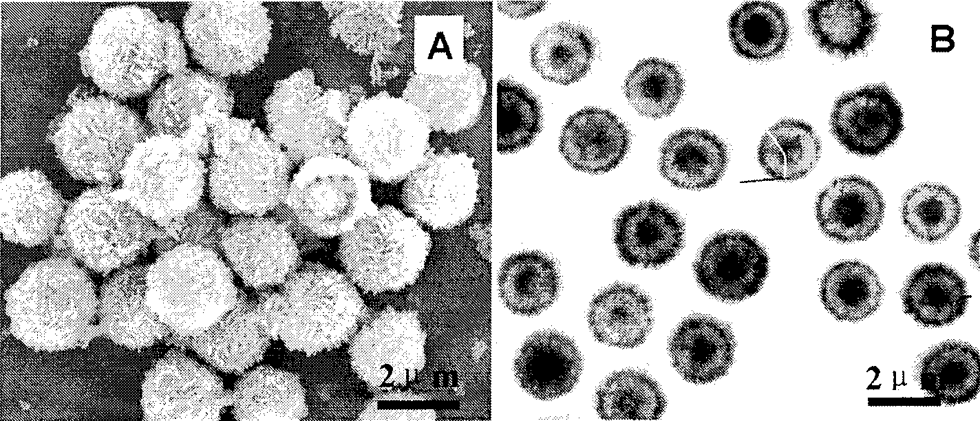 Lithium cell negative pole material and preparation thereof