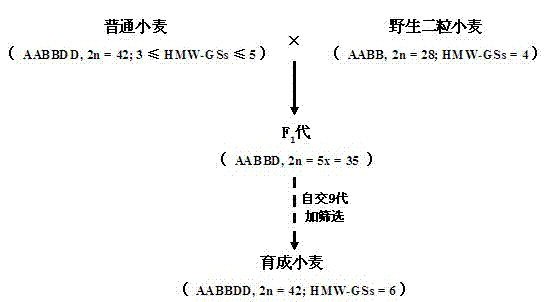 Cultivation method of common wheat capable of stably expressing six HMW-GS (High Molecular Weight-Glutenin Subunits)