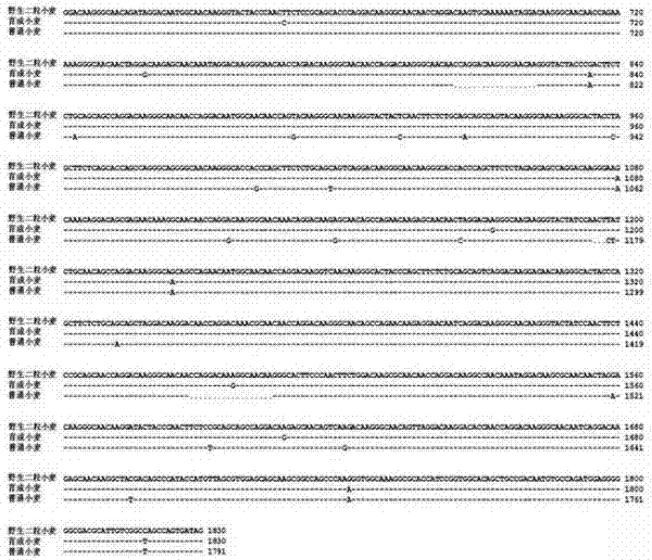 Cultivation method of common wheat capable of stably expressing six HMW-GS (High Molecular Weight-Glutenin Subunits)