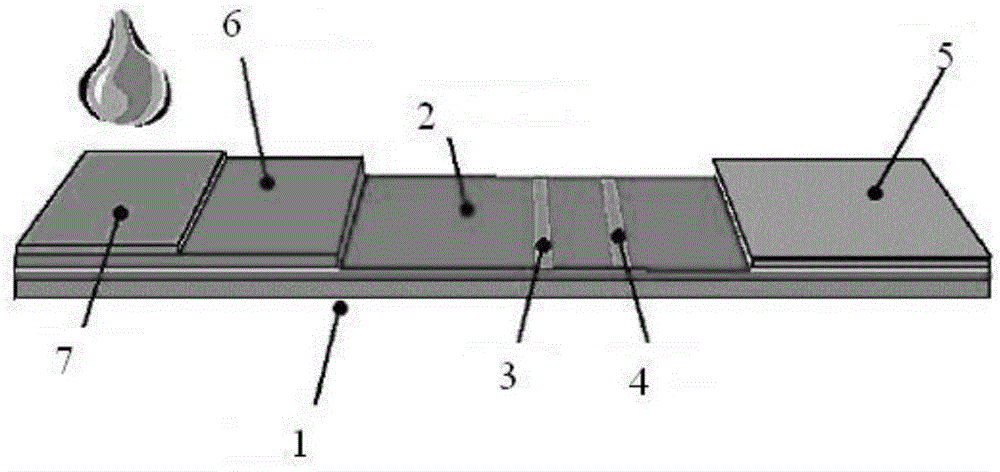 Kit for detecting heparin binding protein through immunofluorescence chromatography and preparation method of kit