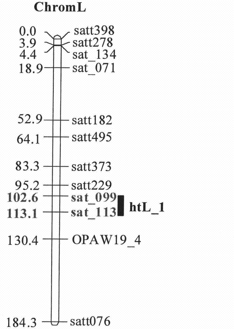 Method for assistantly sieving soybean with lower plant height and special primer thereof