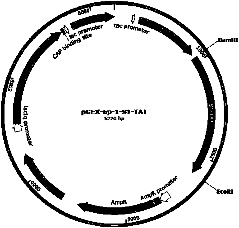 Porcine transmissible gastroenteritis virus (TGEV) fusion protein as well as preparation method and application thereof