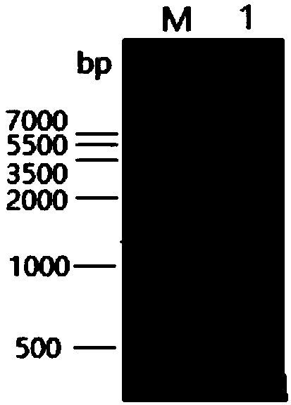 Porcine transmissible gastroenteritis virus (TGEV) fusion protein as well as preparation method and application thereof