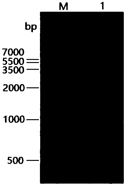 Porcine transmissible gastroenteritis virus (TGEV) fusion protein as well as preparation method and application thereof