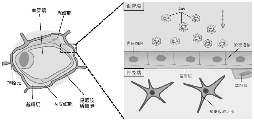 Construction method of an adeno-associated virus cross-blood brain barrier model