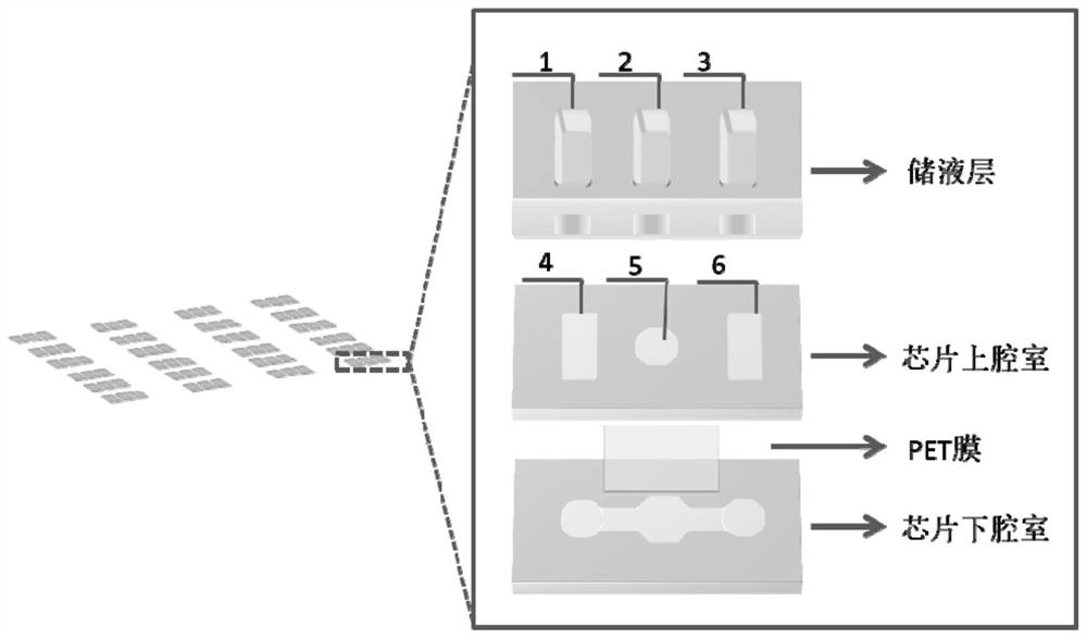 Construction method of an adeno-associated virus cross-blood brain barrier model