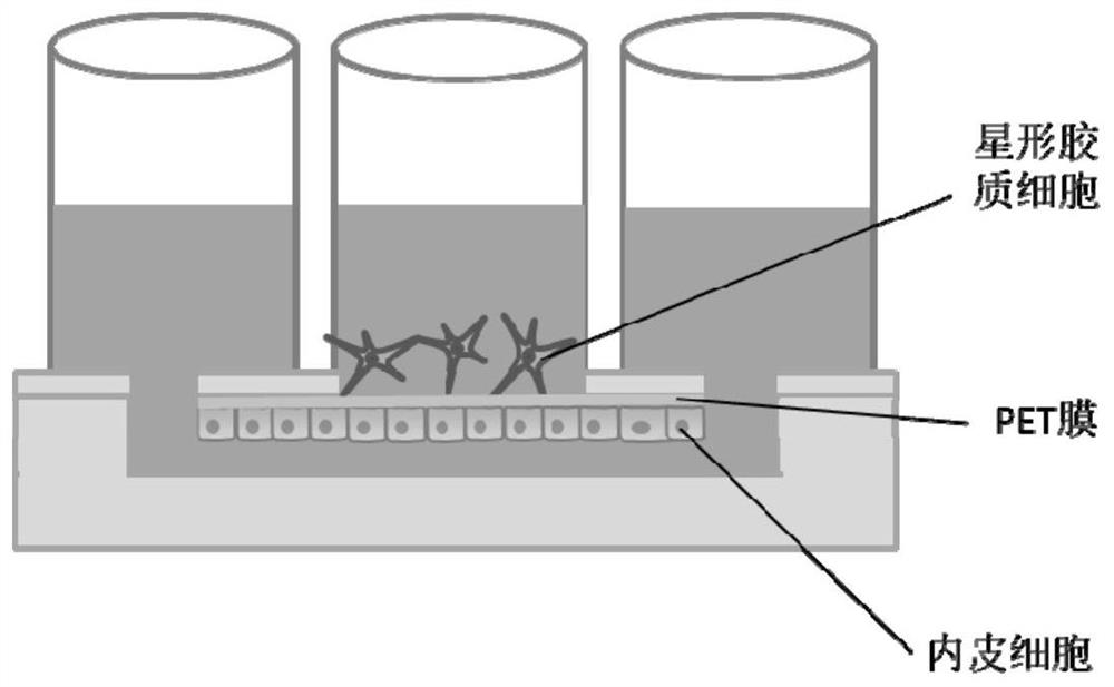 Construction method of an adeno-associated virus cross-blood brain barrier model