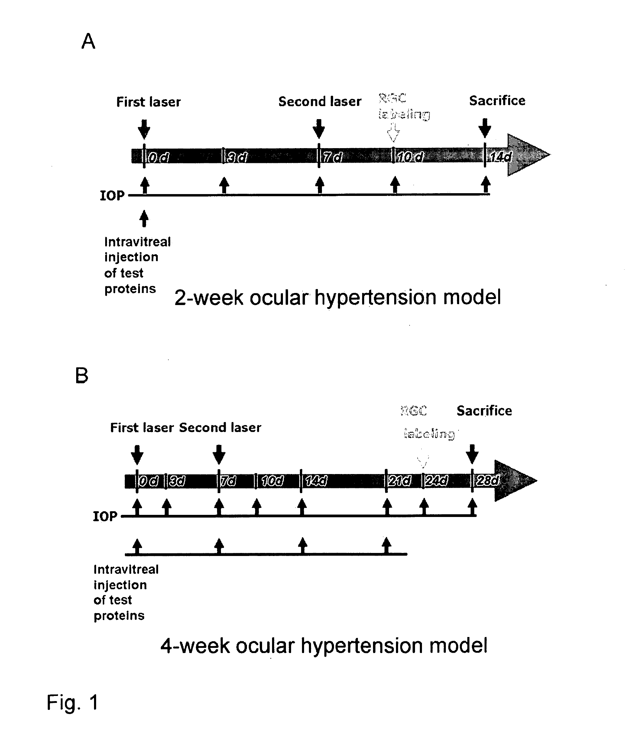 Methods for Treating Pressure Induced Optic Neuropathy, Preventing Neuronal Degeneration and Promoting Neuronal Cell Survival Via Administration of LINGO-1 Antagonists and TrkB Agonists