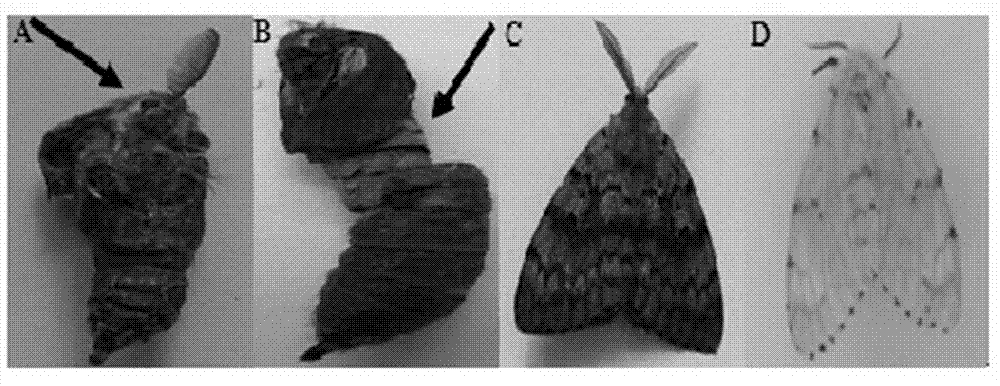 Gene silencing technology based gypsy moth chitinase gene and dsRNA