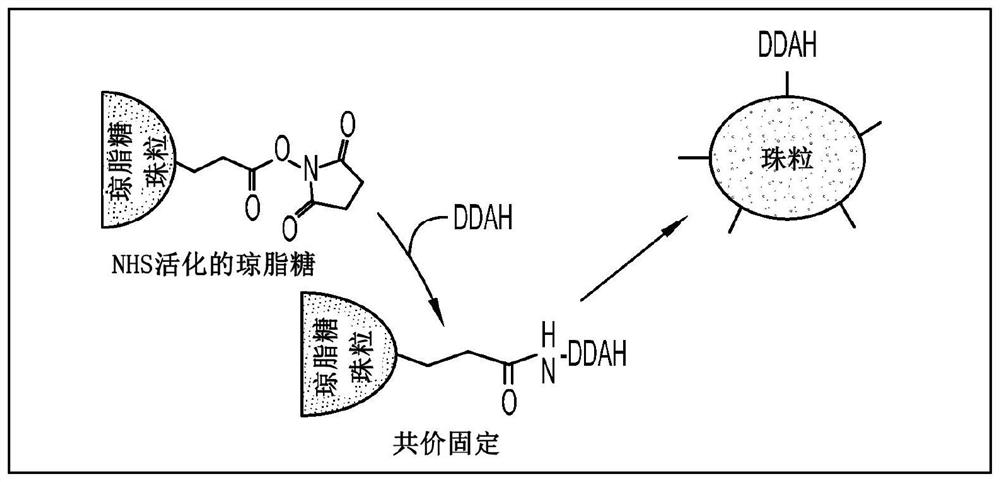 Device and method for modulating adma in blood