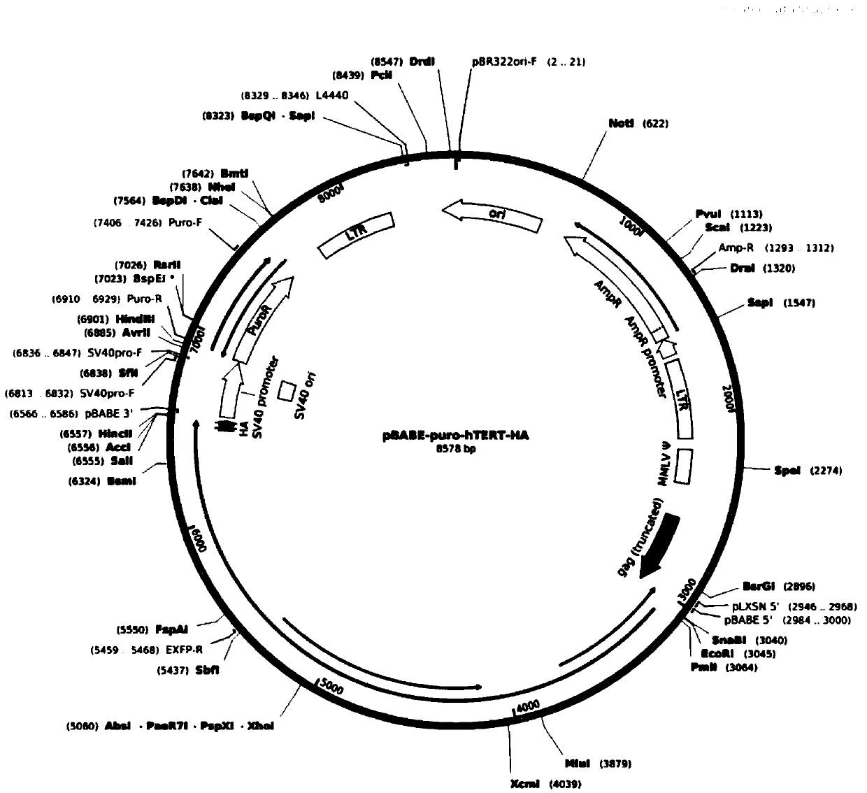 Construction method and application of immortalized cell lines of porcine subcutaneous adipose precursor cells