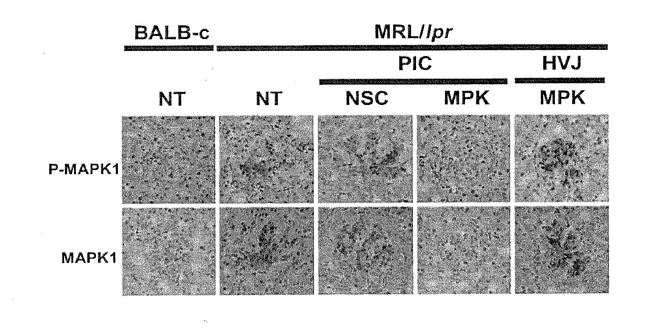 Polyion complex of double-stranded ribonucleic acid