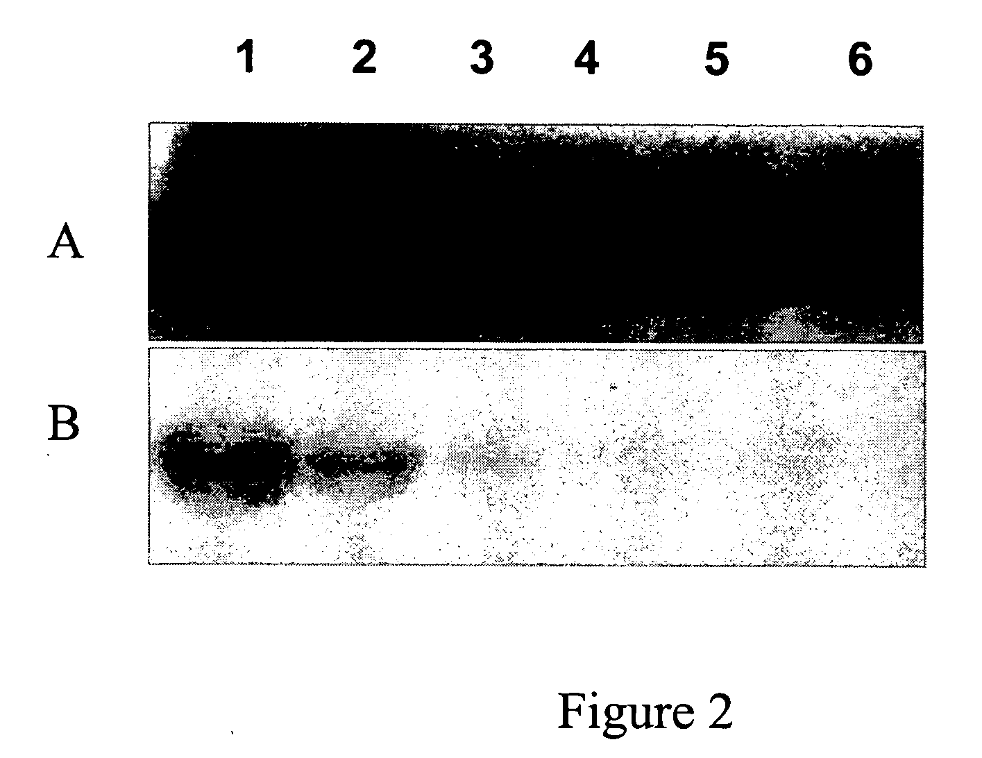 Devices and methods for profiling enzyme substrates