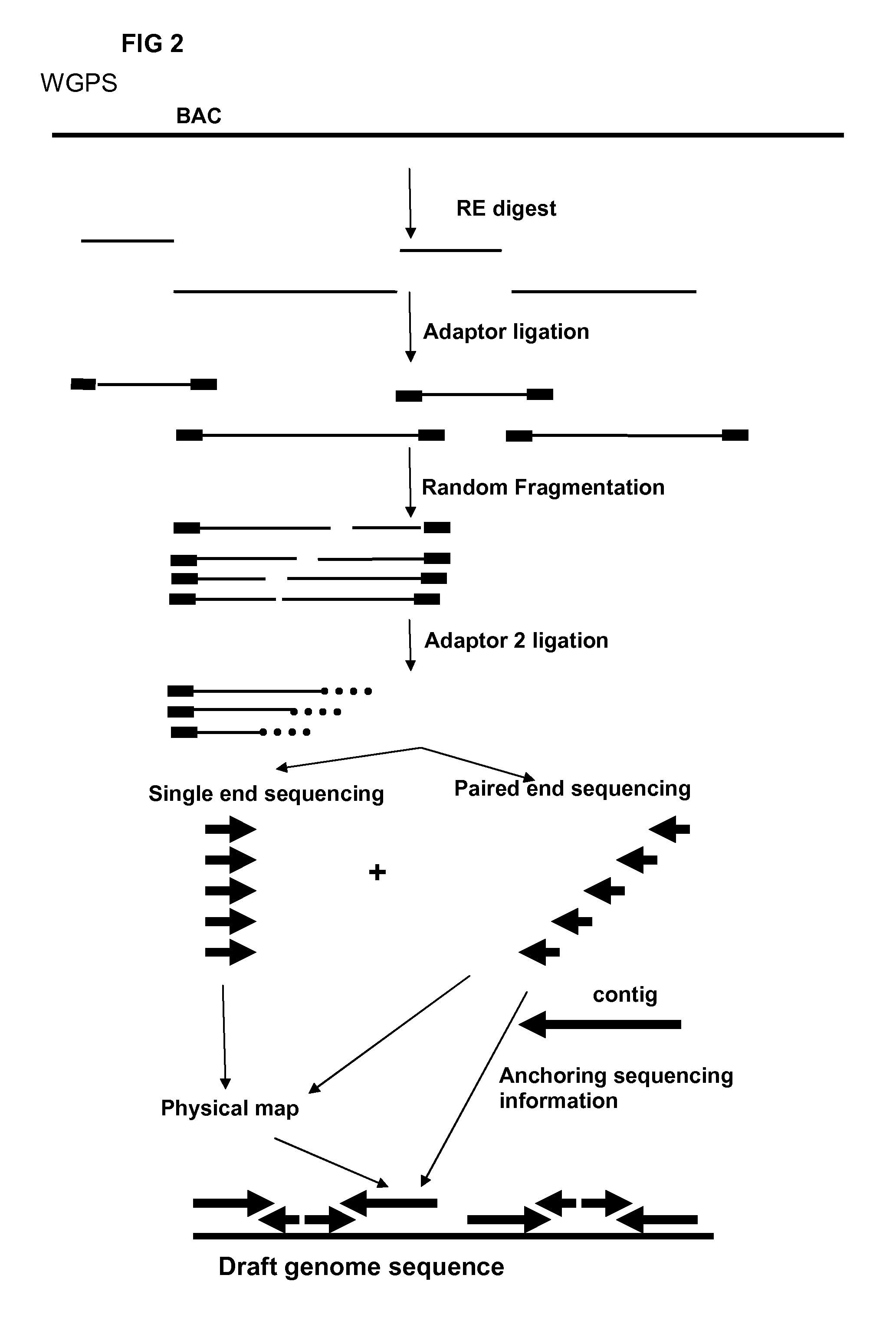 Restriction enzyme based whole genome sequencing